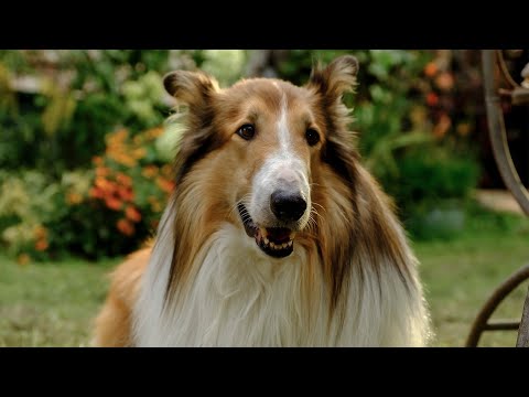 Lassie - Állati mentőakció